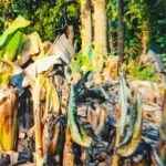 Petani mengalami gagal panen pisang di Satarmese Barat.