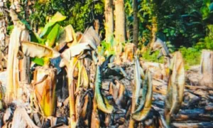 Petani mengalami gagal panen pisang di Satarmese Barat.