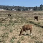 Gagal panen menjadi momok yang menakutkan para petani. Beberapa tahun terakhir, bencana gagal panen menimbulkan banyak pertanyaan. Pasalnya, para petani sangat profesional dalam bertani, khususnya dalam mengolah tanah untuk berbagai tanaman seperti padi, pisang, dan sebagainya. Pertanyaannya, mengapa terjadi demikian? Gagal panen disebabkan oleh pelbagai faktor. Selain cara bertani konvensional juga faktor alam seperti musim tak menentu. Beberapa tahun terakhir, musim kemerau panjang berdampak pada menurun drastisnya penghasilan perekonomian di wilayah Manggarai. Persoalan gagal panen menjadi duka bersama khususnya para petani yang dapat mengguncang kestabilan kesejahteraan.