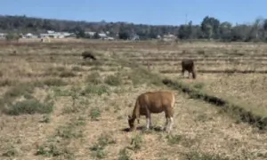 Gagal panen menjadi momok yang menakutkan para petani. Beberapa tahun terakhir, bencana gagal panen menimbulkan banyak pertanyaan. Pasalnya, para petani sangat profesional dalam bertani, khususnya dalam mengolah tanah untuk berbagai tanaman seperti padi, pisang, dan sebagainya. Pertanyaannya, mengapa terjadi demikian? Gagal panen disebabkan oleh pelbagai faktor. Selain cara bertani konvensional juga faktor alam seperti musim tak menentu. Beberapa tahun terakhir, musim kemerau panjang berdampak pada menurun drastisnya penghasilan perekonomian di wilayah Manggarai. Persoalan gagal panen menjadi duka bersama khususnya para petani yang dapat mengguncang kestabilan kesejahteraan.