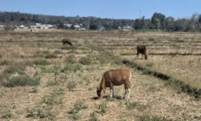 Gagal panen menjadi momok yang menakutkan para petani. Beberapa tahun terakhir, bencana gagal panen menimbulkan banyak pertanyaan. Pasalnya, para petani sangat profesional dalam bertani, khususnya dalam mengolah tanah untuk berbagai tanaman seperti padi, pisang, dan sebagainya. Pertanyaannya, mengapa terjadi demikian? Gagal panen disebabkan oleh pelbagai faktor. Selain cara bertani konvensional juga faktor alam seperti musim tak menentu. Beberapa tahun terakhir, musim kemerau panjang berdampak pada menurun drastisnya penghasilan perekonomian di wilayah Manggarai. Persoalan gagal panen menjadi duka bersama khususnya para petani yang dapat mengguncang kestabilan kesejahteraan.